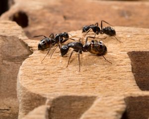 Carpenter Ant
