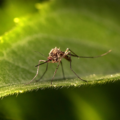 close up image of a mosquito