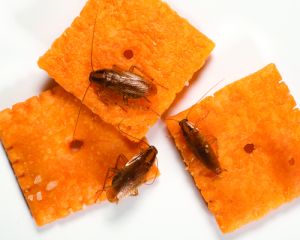 German Cockroach