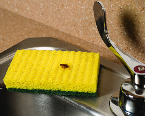 German Cockroach on Sink