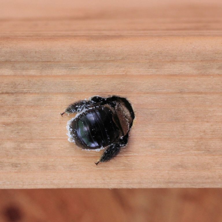 Carpenter bee in wood