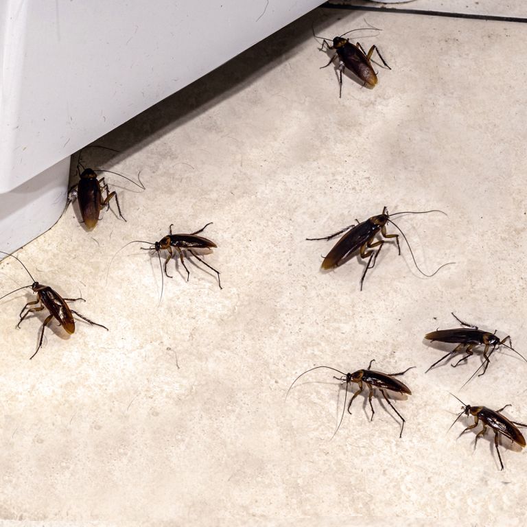 American Cockroaches foraging indoors