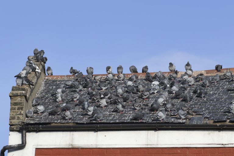 Flock of over 100 grey London pigeons warming on roof