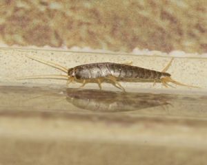 Silverfish