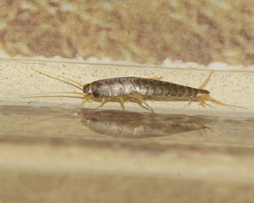 silverfish. Insect Lepisma saccharina, Thermobia domestica in normal habitat
