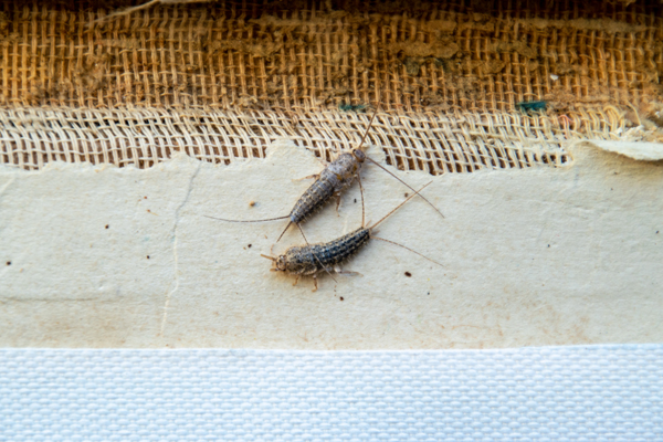 silverfish thermobia near the binding of an old book. Insect feeding on paper - silverfish, lepisma. Pest books and newspapers.