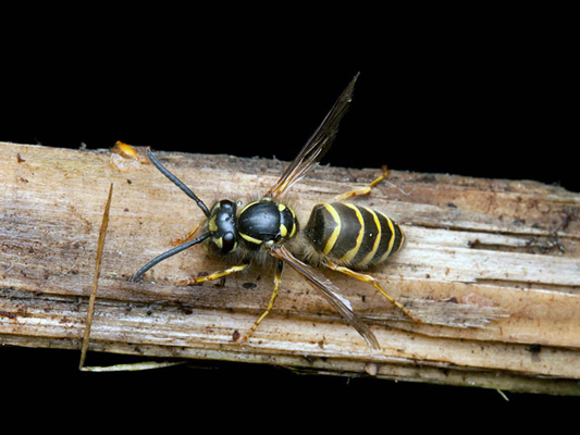 yellowjacket hornet on wood