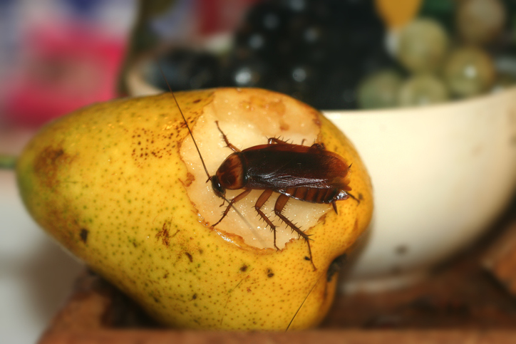 A cockroach eating a pear.