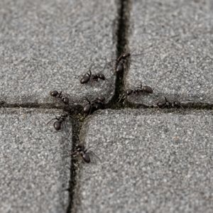 Pavement Ant