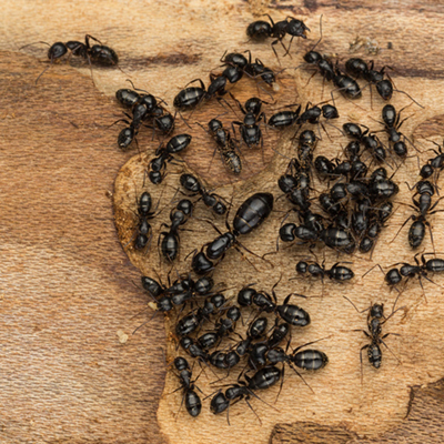 Carpenter Ants on wood