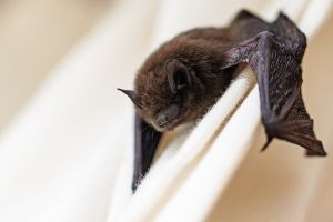 Bats