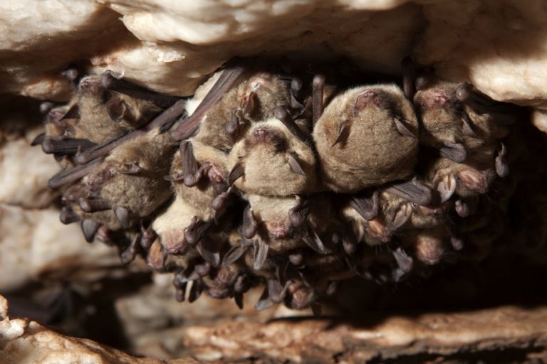 A group of Cave myotis (Myotis velifer) bats hang from the alabaster rock ceiling inside Alabaster Caverns State Park in Oklahoma.
