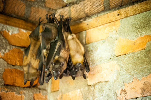 Madagascar Fruit bats in a barn