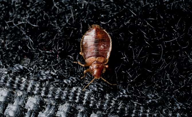 bed bug on velcro