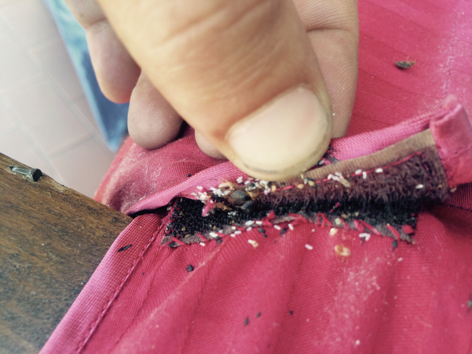 Bedbugs infestations