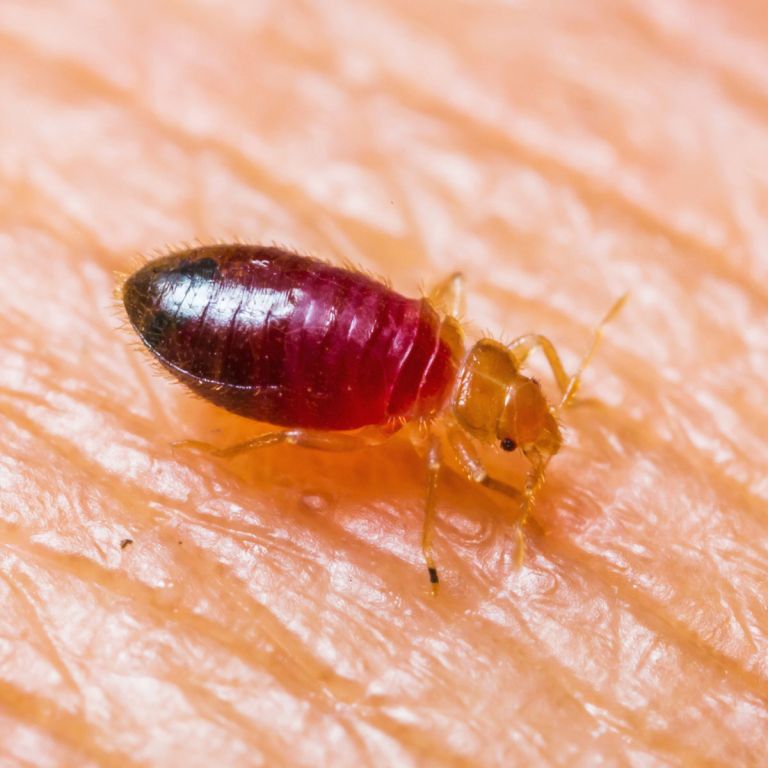 Insanitation concept. Woman holds lens, shows there are bugs in bedclothes, detects bad insects demonstrates dirty conditions. Dirtiness, unhygienic conditions and uncleanness