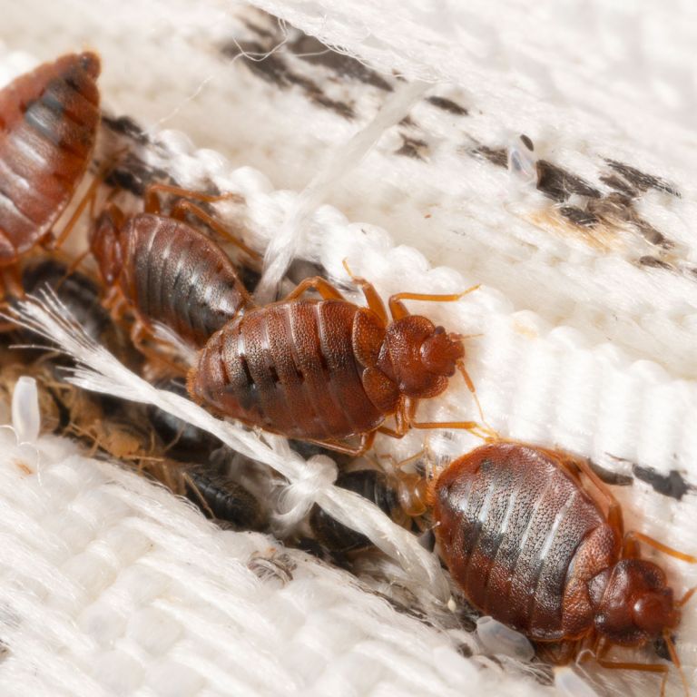 Insanitation concept. Woman holds lens, shows there are bugs in bedclothes, detects bad insects demonstrates dirty conditions. Dirtiness, unhygienic conditions and uncleanness