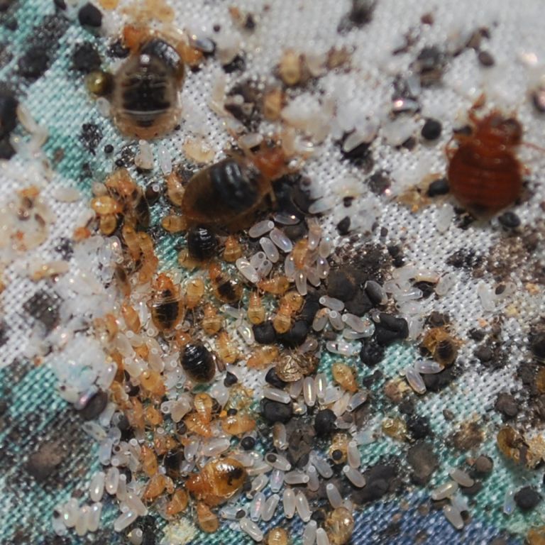 Insanitation concept. Woman holds lens, shows there are bugs in bedclothes, detects bad insects demonstrates dirty conditions. Dirtiness, unhygienic conditions and uncleanness