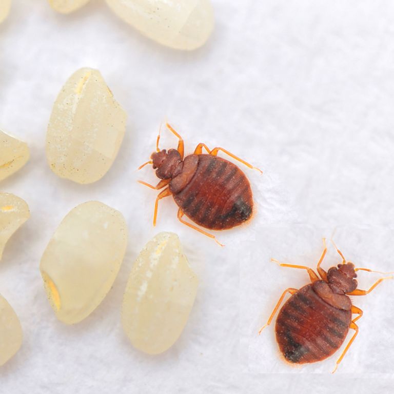 Insanitation concept. Woman holds lens, shows there are bugs in bedclothes, detects bad insects demonstrates dirty conditions. Dirtiness, unhygienic conditions and uncleanness
