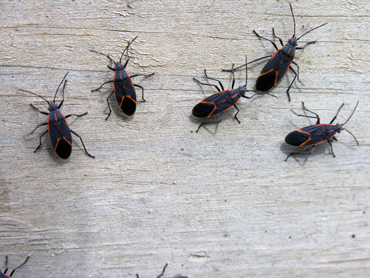 Insects - Box Elder Bugs on wood