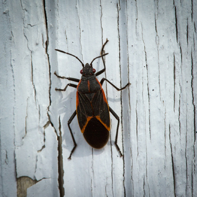 As we have a sunny back door, these guys always congregate at the door. Boxelders like the sun.