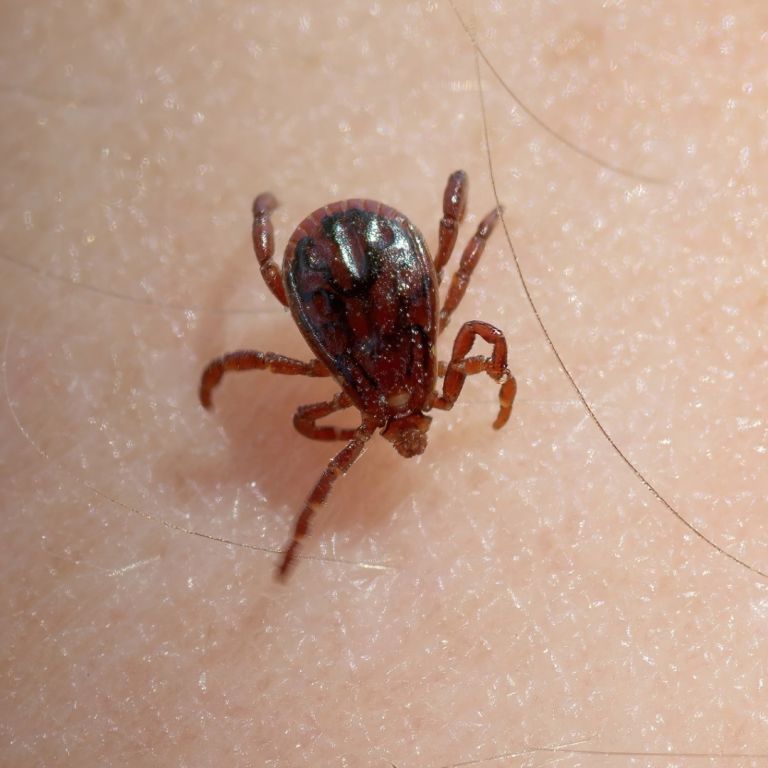 Brown dog tick - image 2