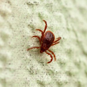 Brown Dog Tick