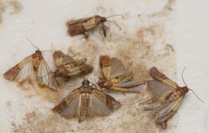 Indian Meal Moth