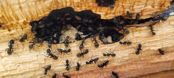 Ants moving there eggs