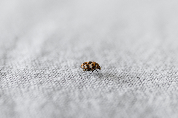 Carpet beetle (Anthrenus scrophulariae) in macro view on a textile surface. Concept of household bug infestation.