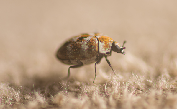 Carpet beetle on fabric