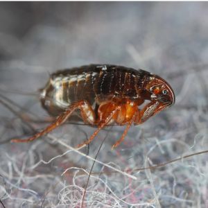 Cat Fleas