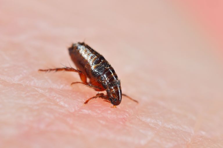 A flea biting on the skin of human hand, drinking blood.