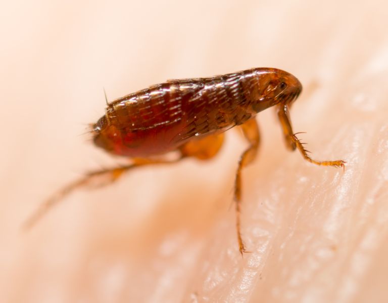 Flea on a human skin