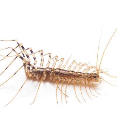 centipede