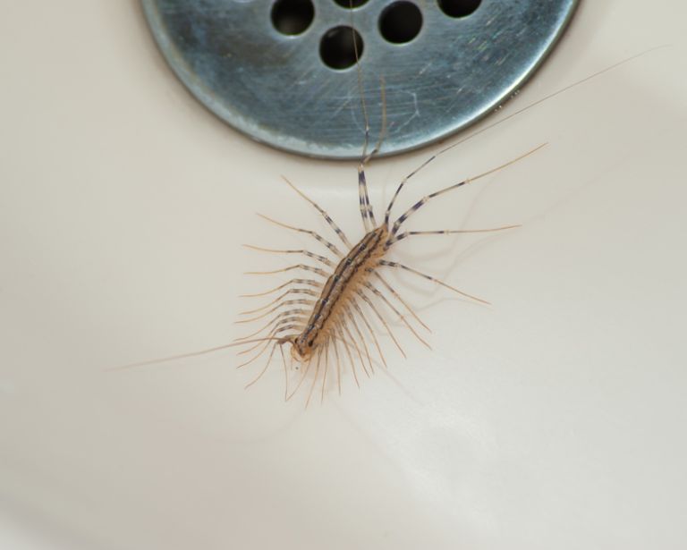 Scary looking bug with lots of legs