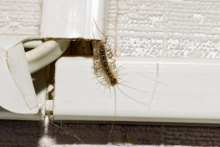 Animal centipede crawls out of his hiding place in a residential apartment.