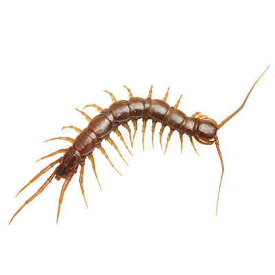 centipede