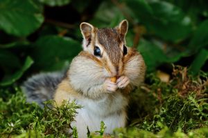 Chipmunk