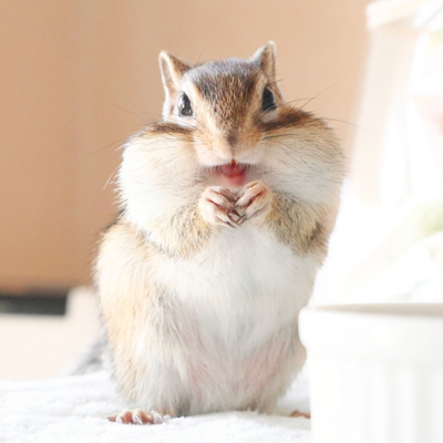 Beautiful Siberian domestic squirrel standing and holding food with his hands with puffy cheeks and cute face in bright daylight
