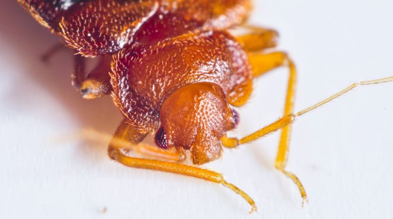 close up , bedbug head