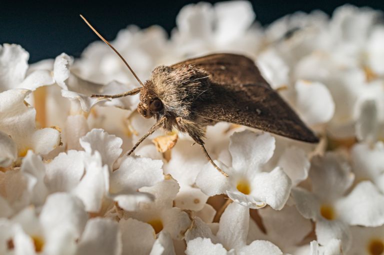 a moth on a flower
