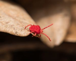 Clover Mites