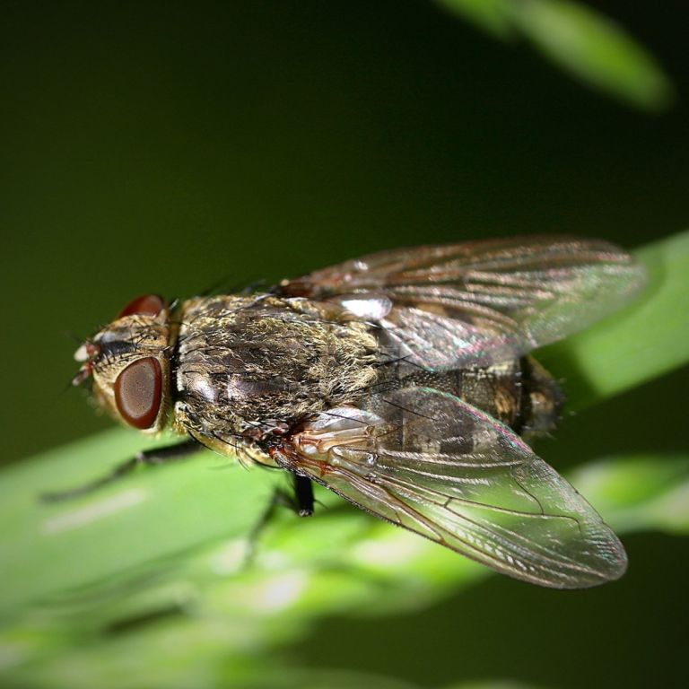 Cluster flies