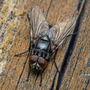 Cluster Flies