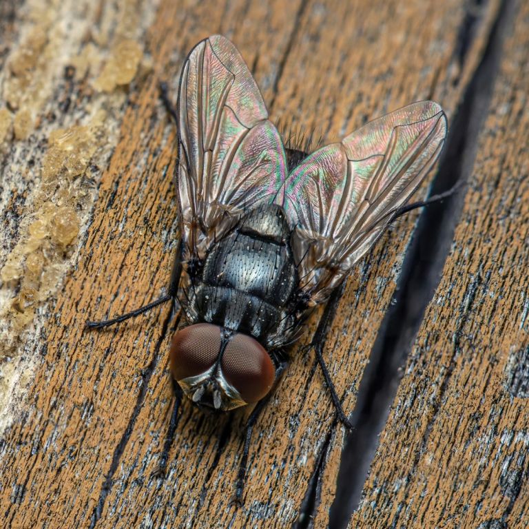 cluster fly on a piece of wood