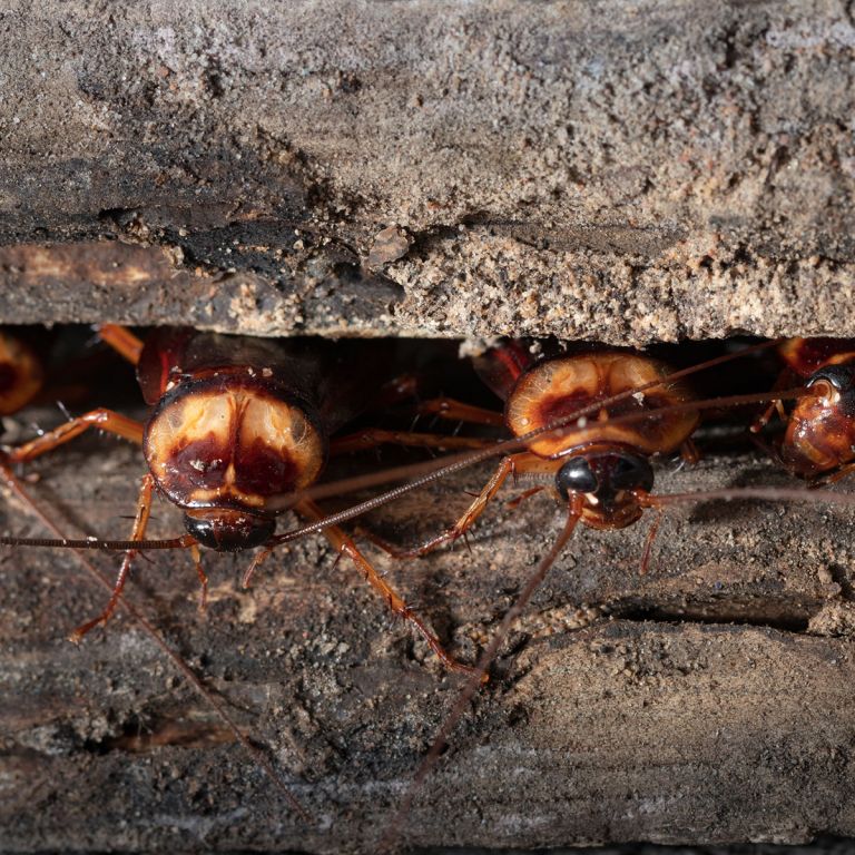 American Cockroaches foraging indoorscoming out from a crack