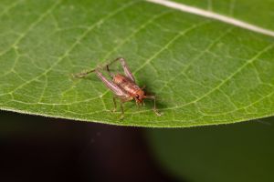 Crickets