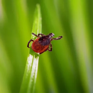 Deer Ticks