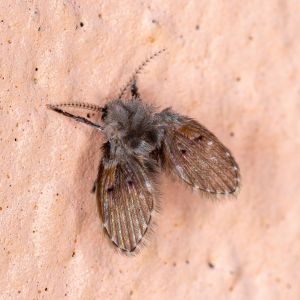Drain Flies